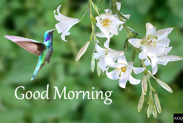 Good Morning Quotes bird on flower