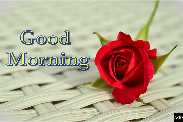 Good Morning Images With Red Rose