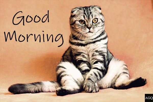 Good Morning Cat Image