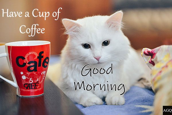 Good Morning Cat coffee
