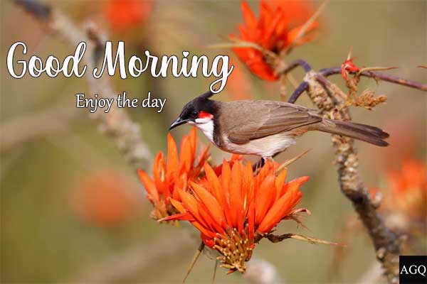beautiful good morning bird images