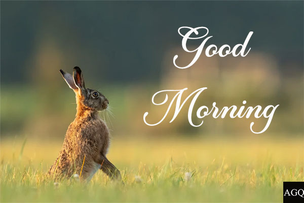 good morning animal images rabbit