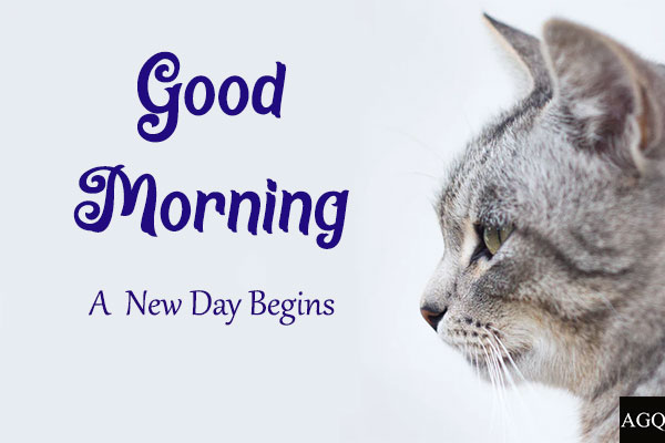 good morning animal pictures cat