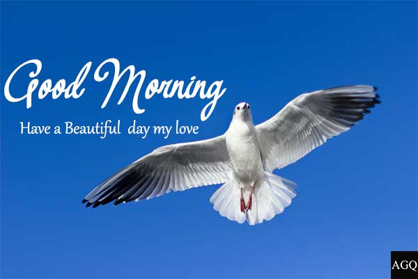 good morning bird images hd
