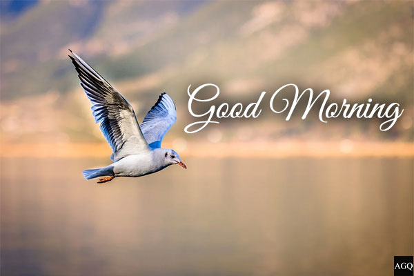 good morning birds images free download