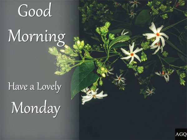 good morning monday images jasmine flowers