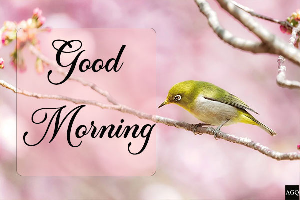 good morning tweety bird images