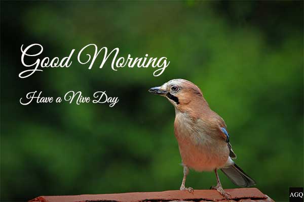 new good morning bird images