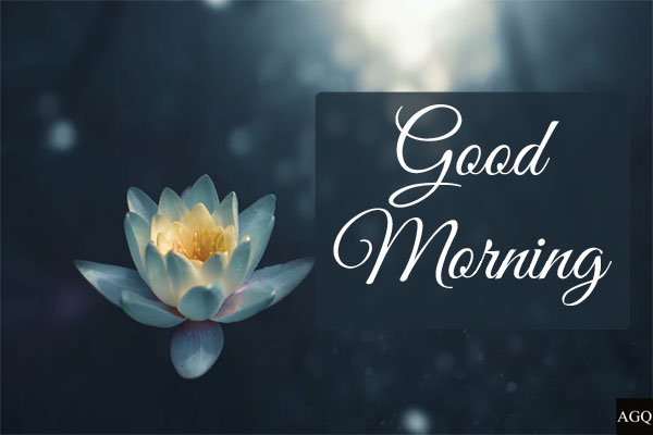 good morning lotus flower images
