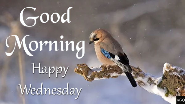 good morning wednesday images with birds