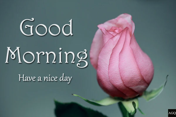 good morning pink rose