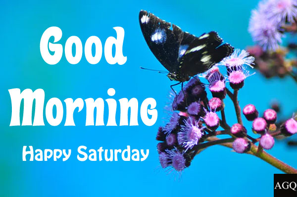 good morning saturday butterfly images free