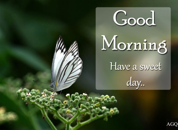 good morning wishes with butterfly images