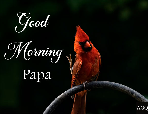 good morning papa pics