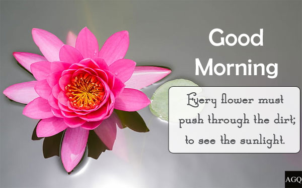 good morning wishes with lotus images