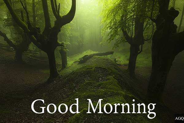 Good Morning Forest Scenery Images