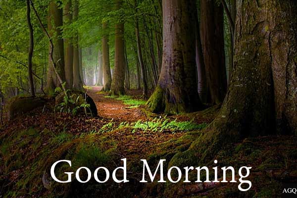 Good Morning Forest Sunday Images