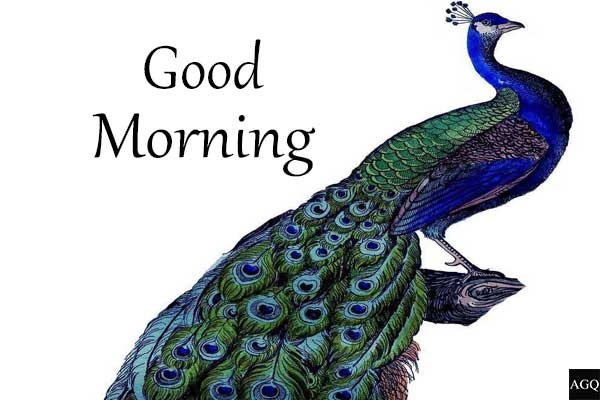 good morning images birds peacock