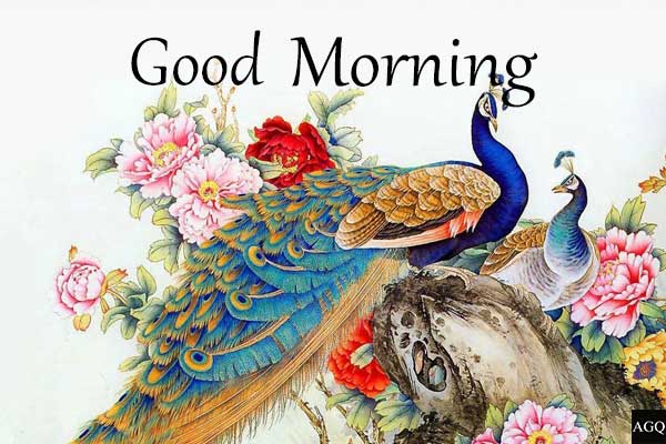 good morning love peacock images