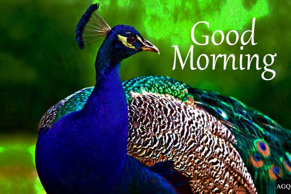 good morning peacock images free