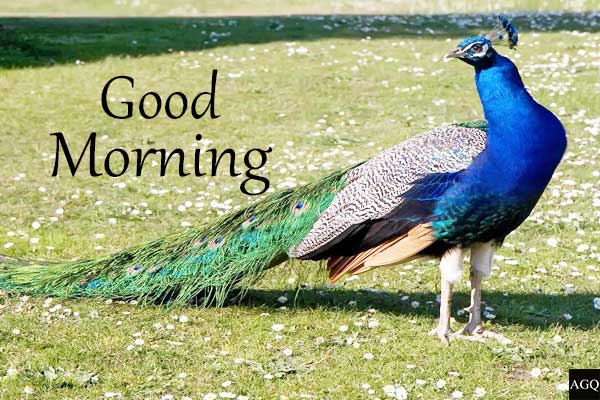 good morning peacock photos download