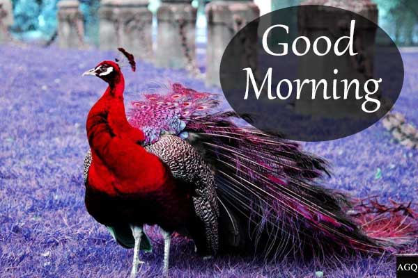 red peacock good morning images
