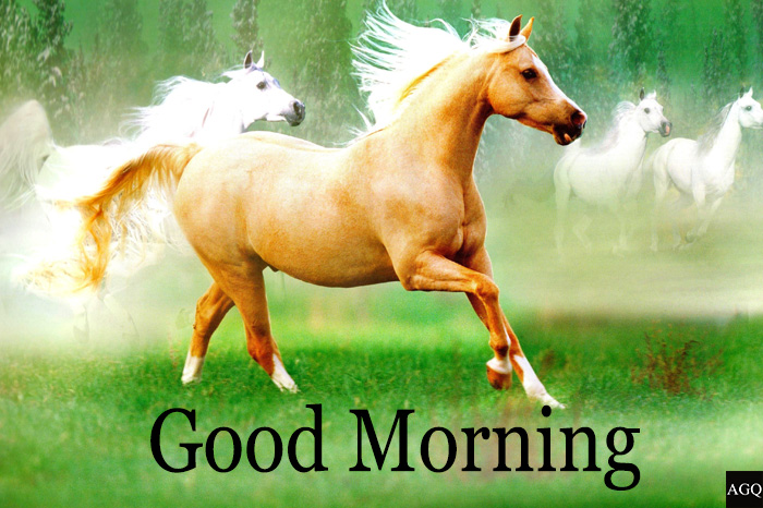 Good morning horse images free download