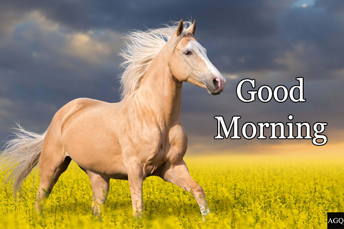 Good morning horse images