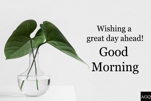 Good morning plant image