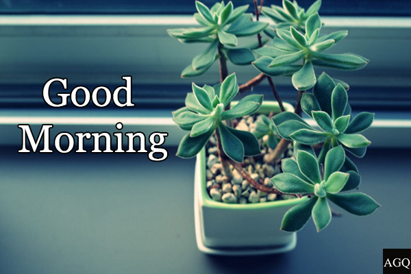 Good morning plant images free