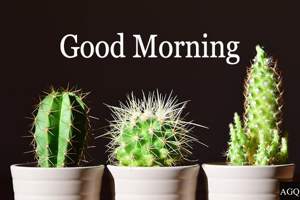 Good morning plant pic