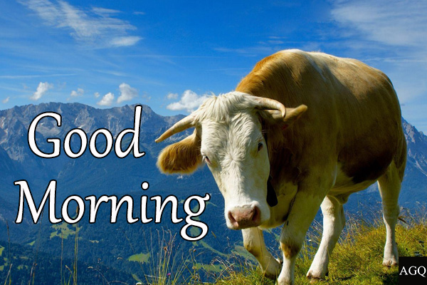 Good morning cow image