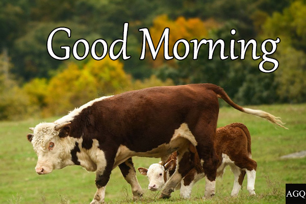 Good morning cow images download