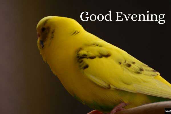 Beautiful Good evening images with birds