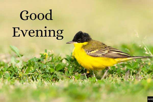 Good evening image with birds