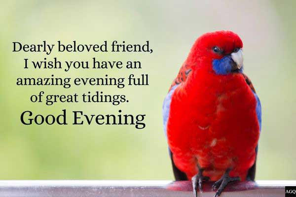 Good evening images with birds for friend