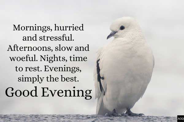 Good evening images with birds with quotes