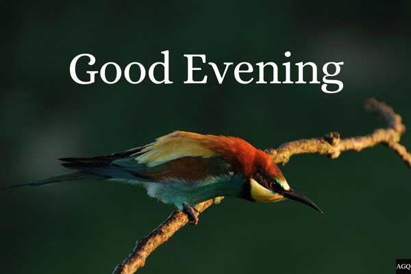 Good evening images with birds