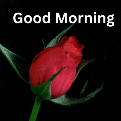 Red Rose Good Morning Gif