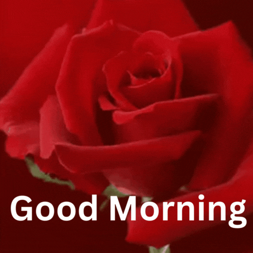 Rose Good Morning Gifs