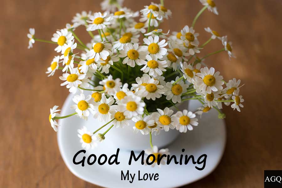 Beautiful Good morning daisy images