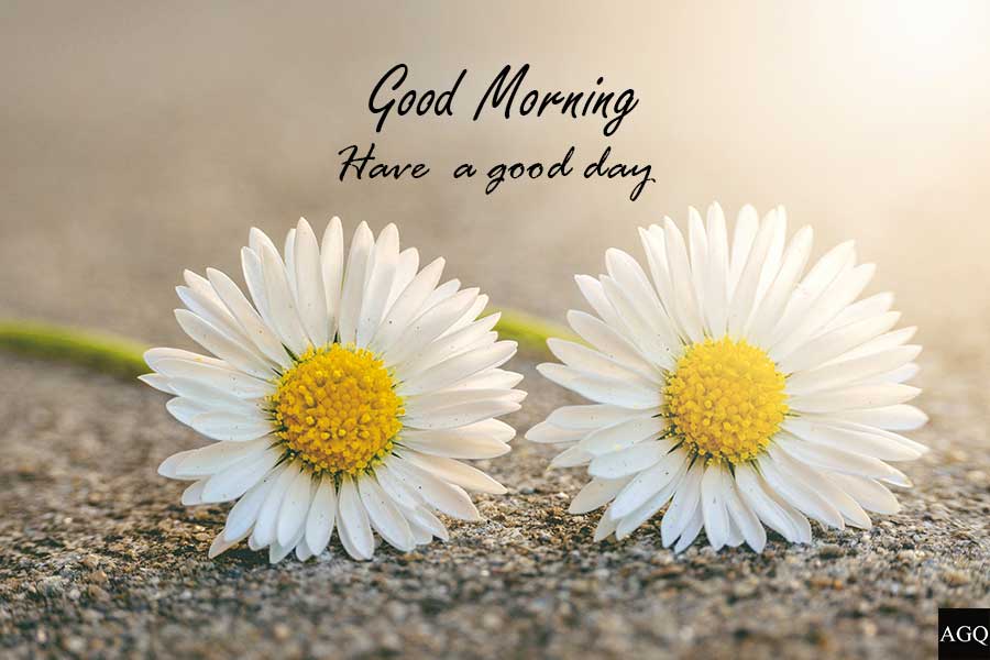 Good morning daisy image