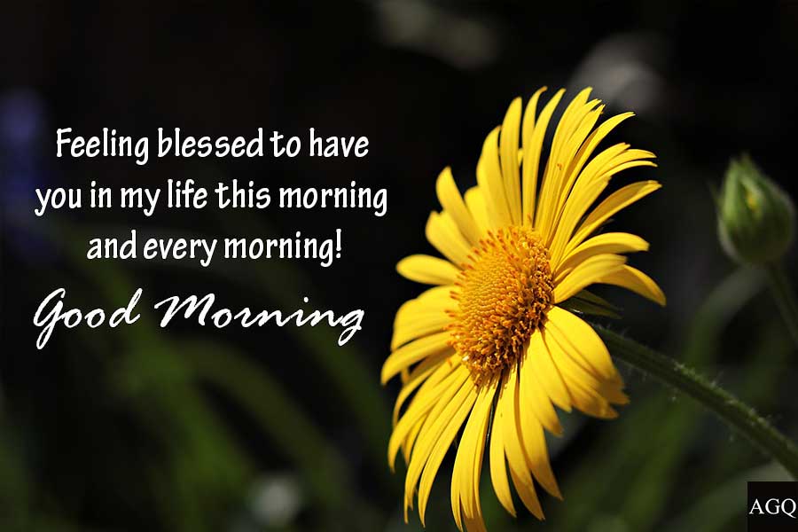 Good morning daisy images with quotes