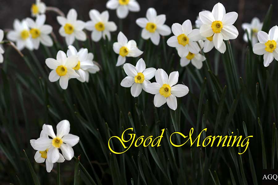 Awesome Good Morning Daffodils Images