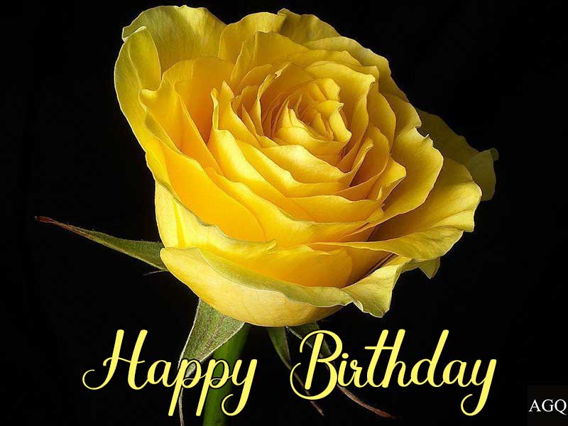 Happy Birthday yellow Rose Images for Husband
