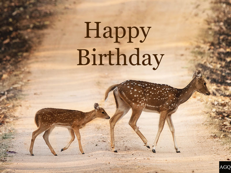 Happy Birthday Deer Image 3