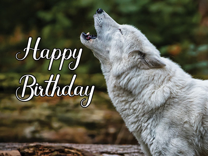 happy birthday wolf images Free