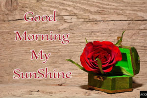 Good Morning My SunShine Images