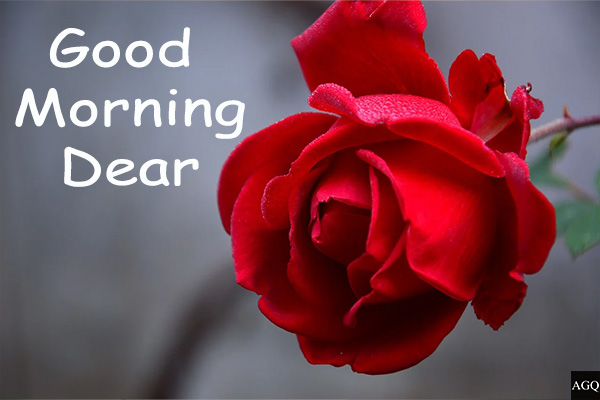 21 Good Morning Images with Rose Flowers