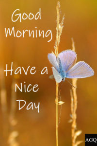 Cute Good Morning Images with Butterfly